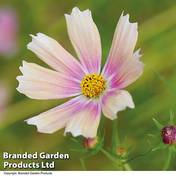 Cosmos 'Apricot Lemonade' - Seeds