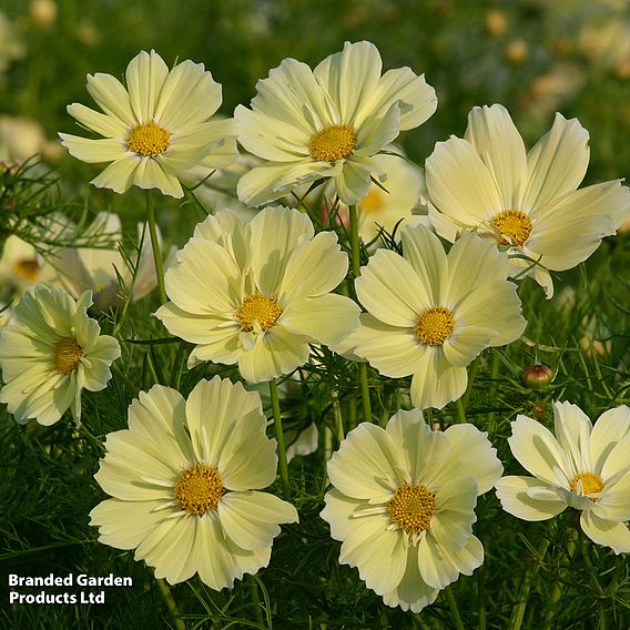 Cosmos 'Xanthos' - Seeds