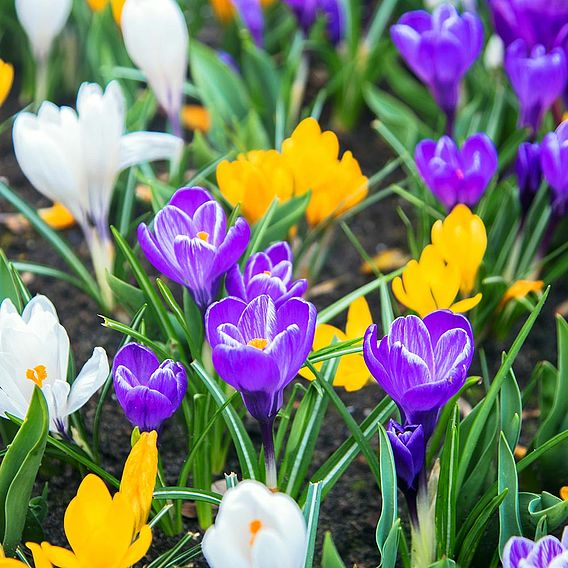 Crocus 'Botanical Mixed'