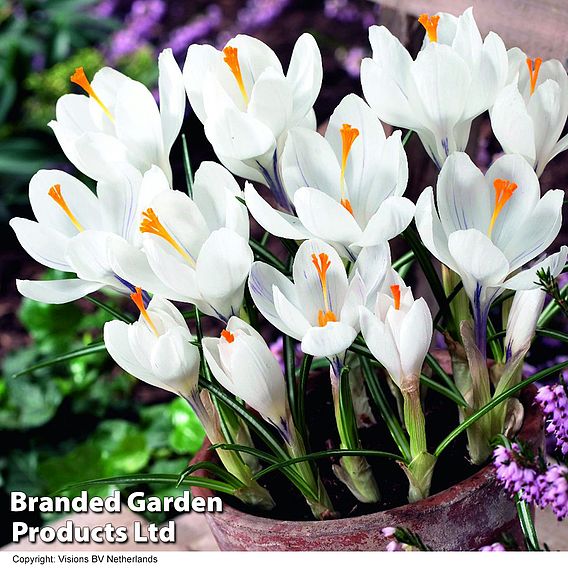 Crocus 'Jeanne d'Arc'