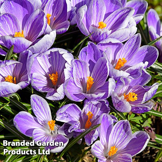 Crocus 'Pickwick'