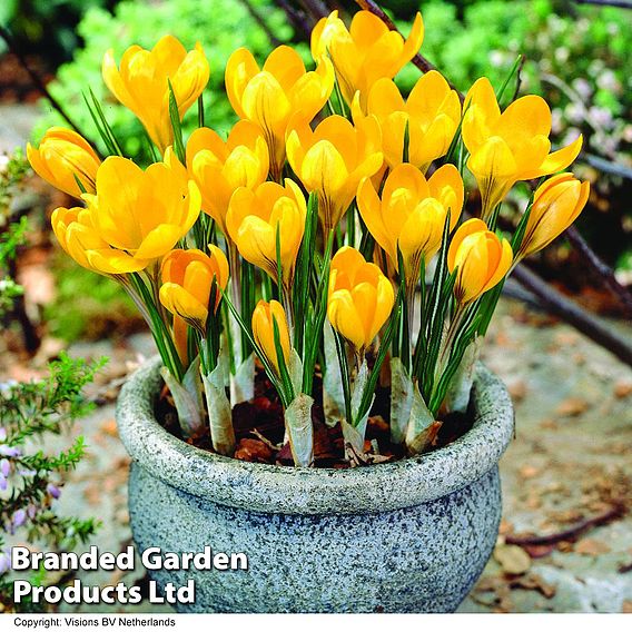 Crocus 'Yellow Mammoth'