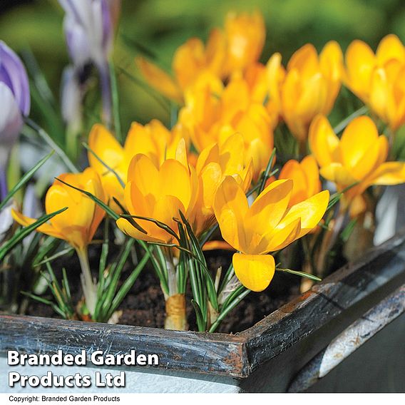 Crocus 'Yellow Mammoth'