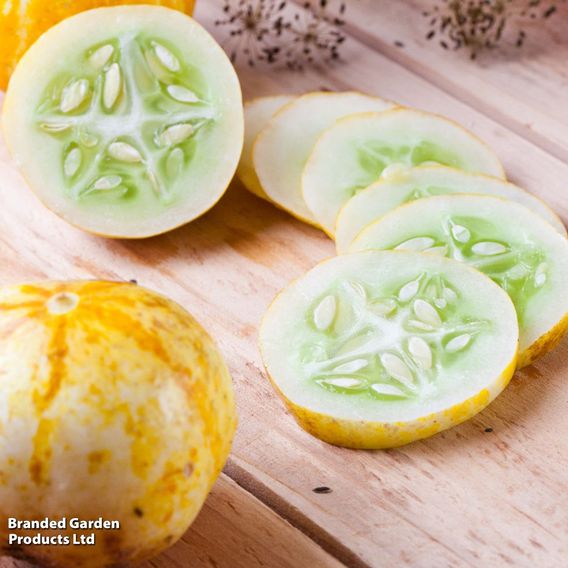 Cucumber 'Crystal Lemon' - Organic Seeds