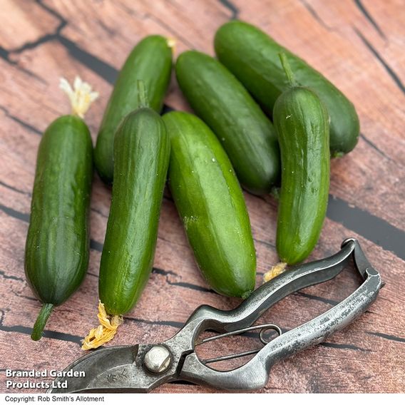 Cucumber 'Cumini'