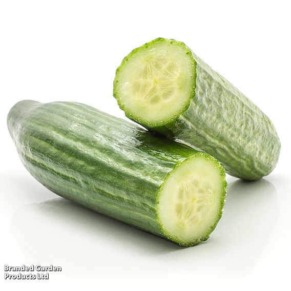 Cucumber 'Tendergreen Burpless' (Organic) - Seeds