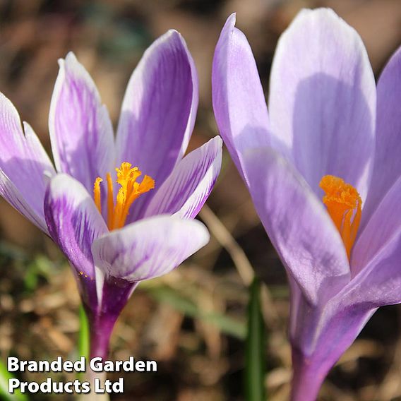 Crocus 'Bicolour Collection'