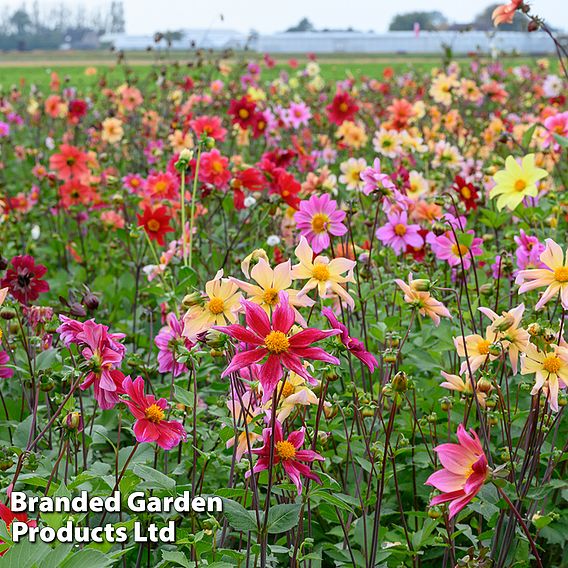 Dahlia 'Bee Friendly'