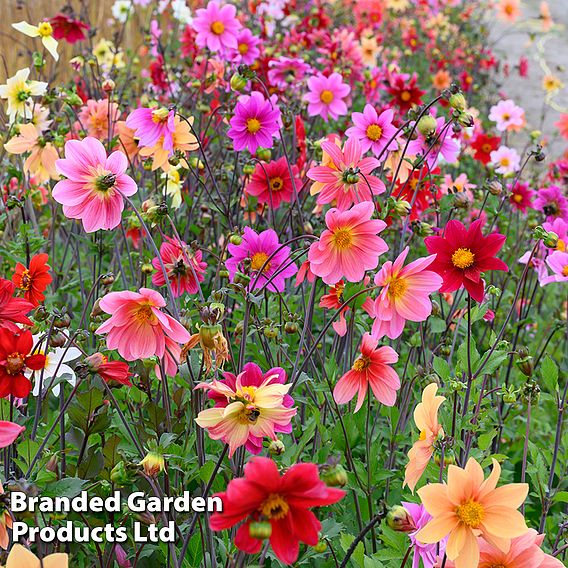 Dahlia 'Bee Friendly'