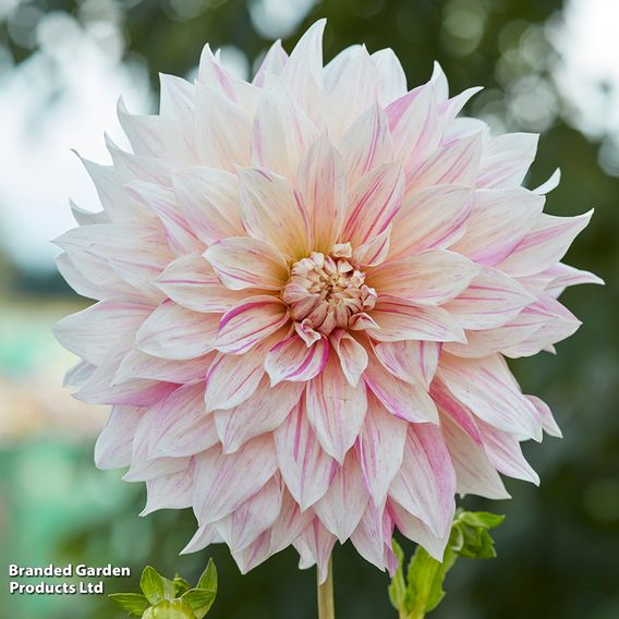 Dahlia Garden Pack