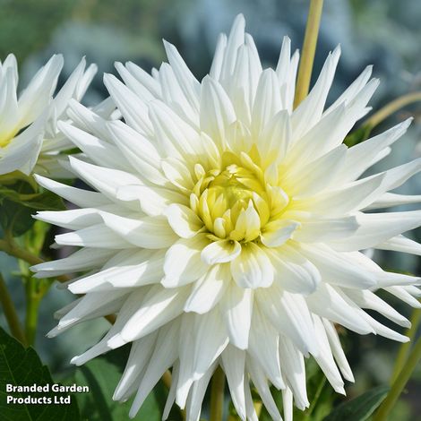 Dahlia 'Cactus Bundle'