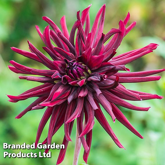 Dahlia 'Nuit d Ete'