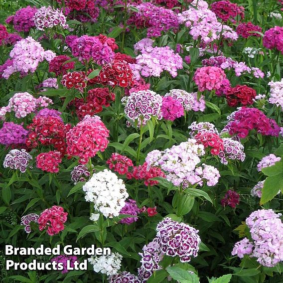 Dianthus barbatus 'Volcano Mix' (Organic) - Seeds