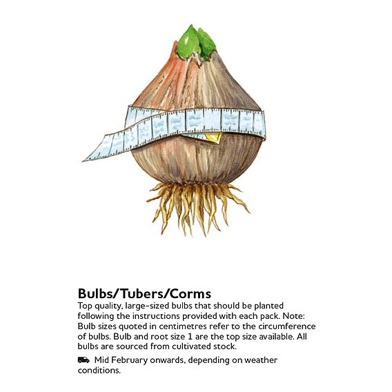 Tulip sylvestris