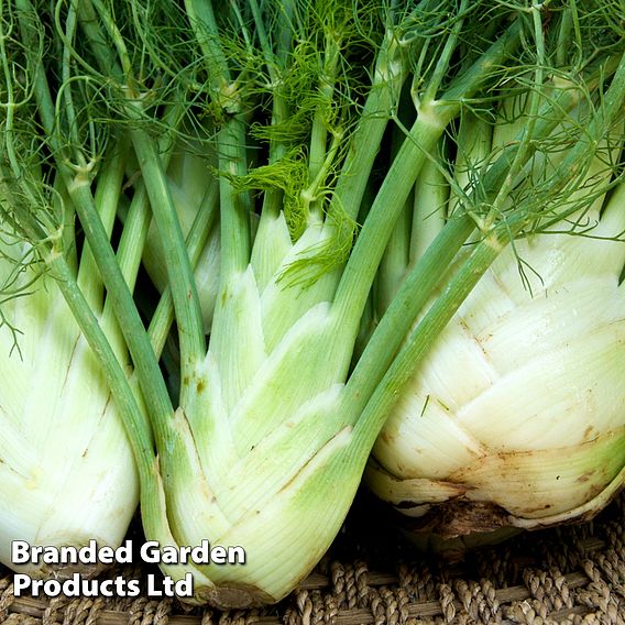 Fennel 'Fino' (Organic) - Seeds