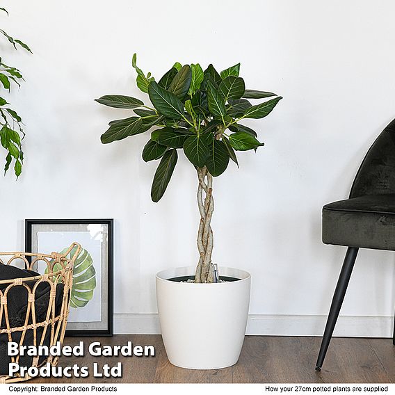 Ficus benghalensis 'Audrey' braided stem in hydro pot