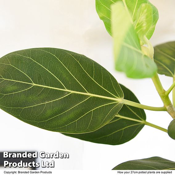 Ficus benghalensis 'Audrey' braided stem in hydro pot