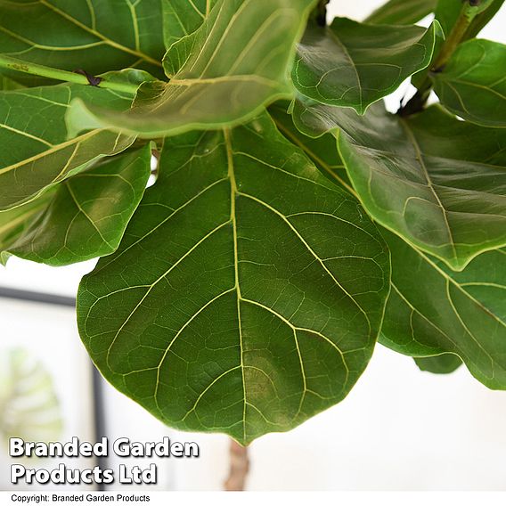 Ficus lyrata in hydro pot