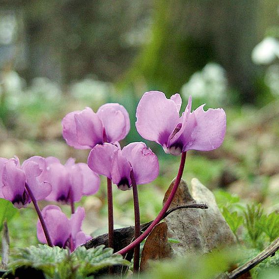 Cyclamen Bulb Collection