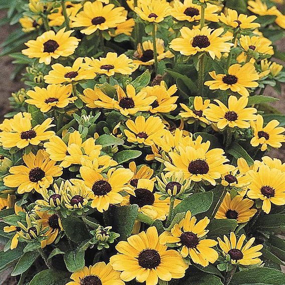 Rudbeckia 'Toto Lemon' - Seeds