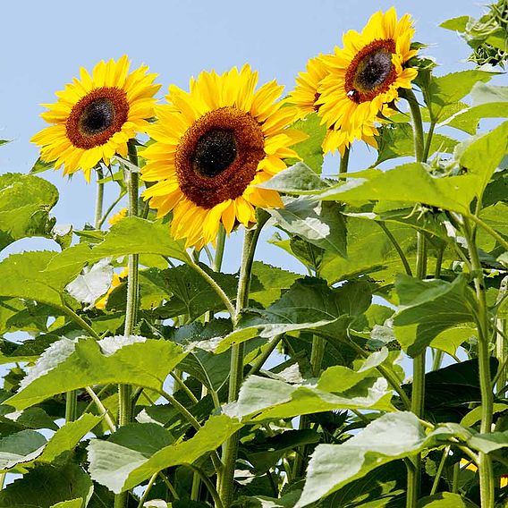 Sunflower 'Titan' - Seeds