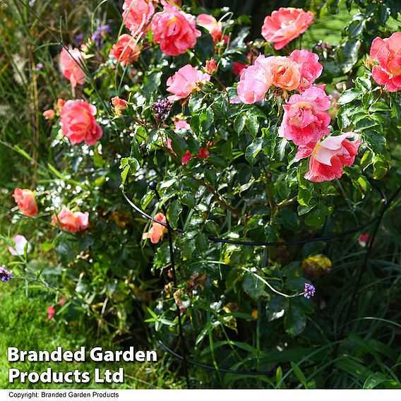 Peony & Herbaceous Plant Frame