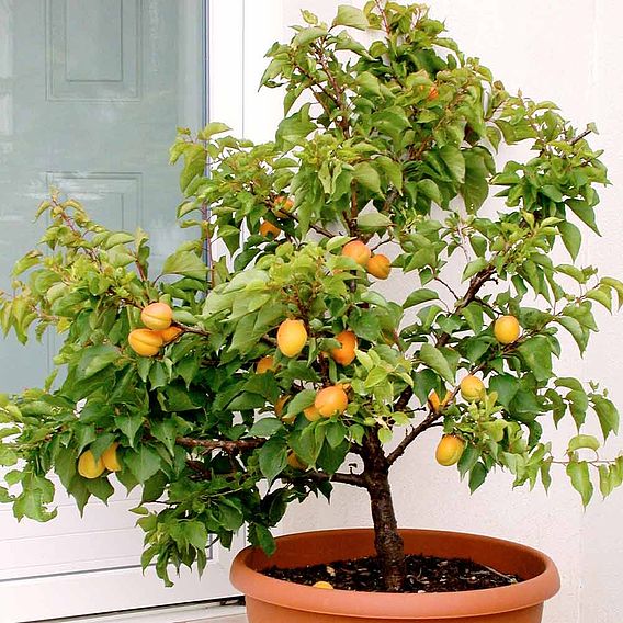 Apricot 'Flavorcot'®