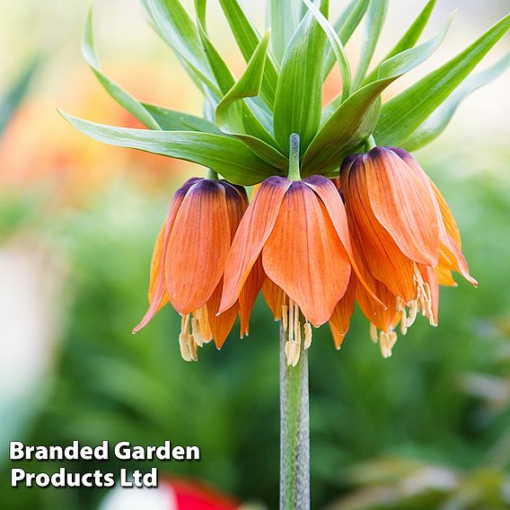 Fritillaria 'Orange Beauty'