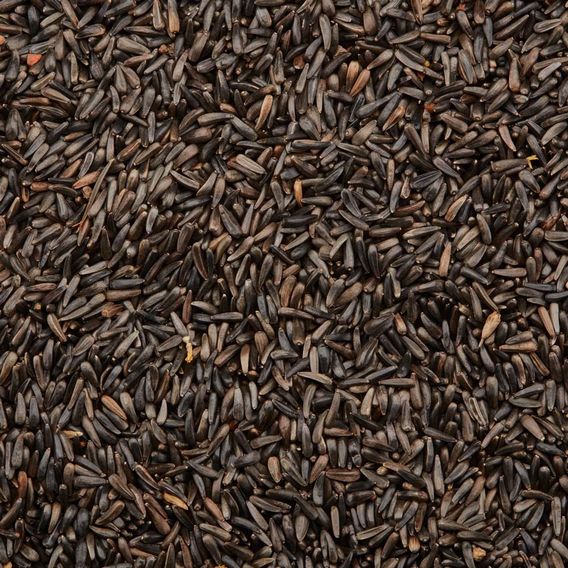 Niger Seed