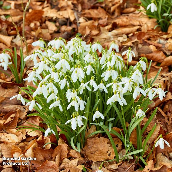 Galanthus woronowii