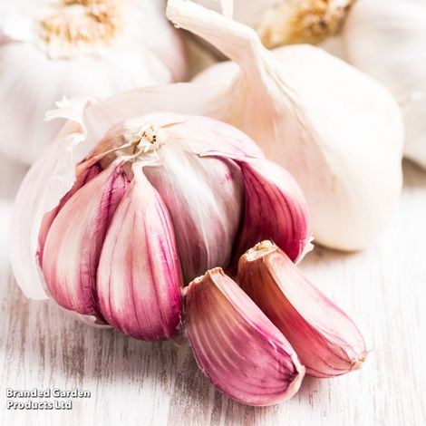 Garlic Lovers Collection (Spring Planting)