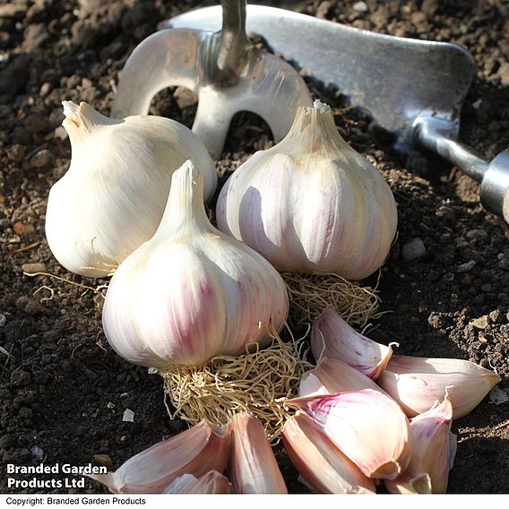 Garlic (Autumn) 'Kingsland Wight'