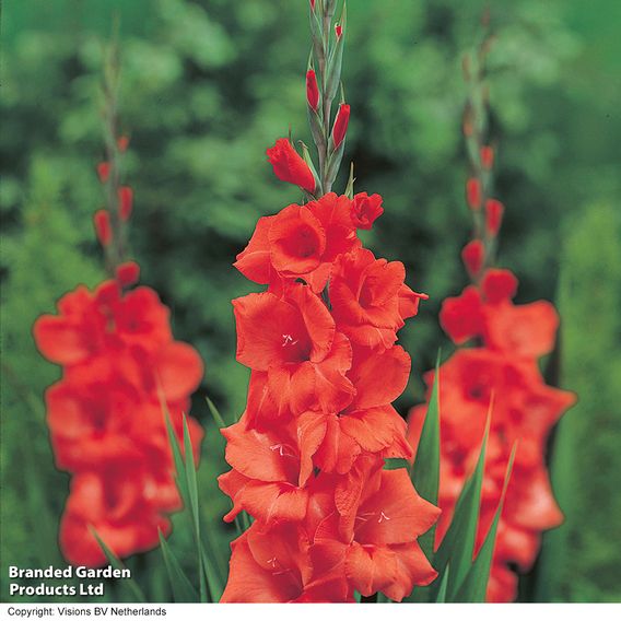 Gladioli Super Saver Collection