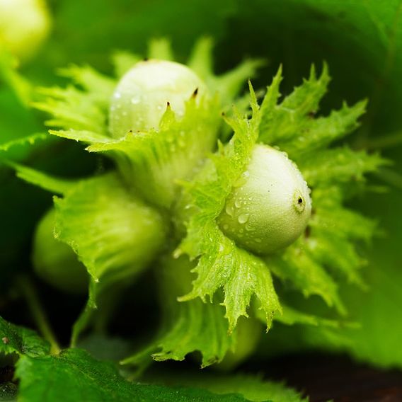 Hazelnut 'Kentish Cob' (Filbert)