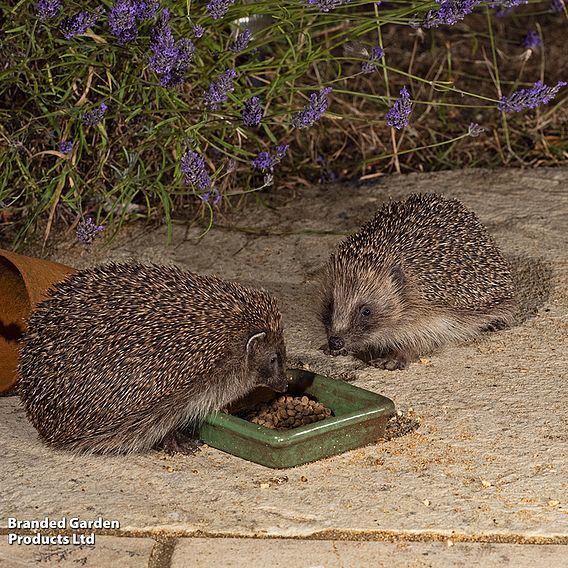 Vale Wildlife Hospital - Vale's Hedgehog Food