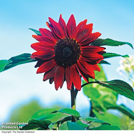 Sunflower 'Velvet Queen' - Organic Seeds