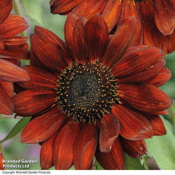 Sunflower 'Velvet Queen' - Organic Seeds