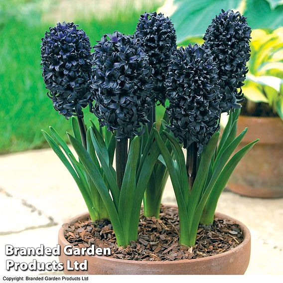 Hyacinth 'Midnight Mystic'®