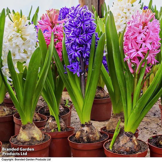 Hyacinth 'Pagoda Mix'