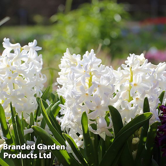 Hyacinth 'Carnegie'