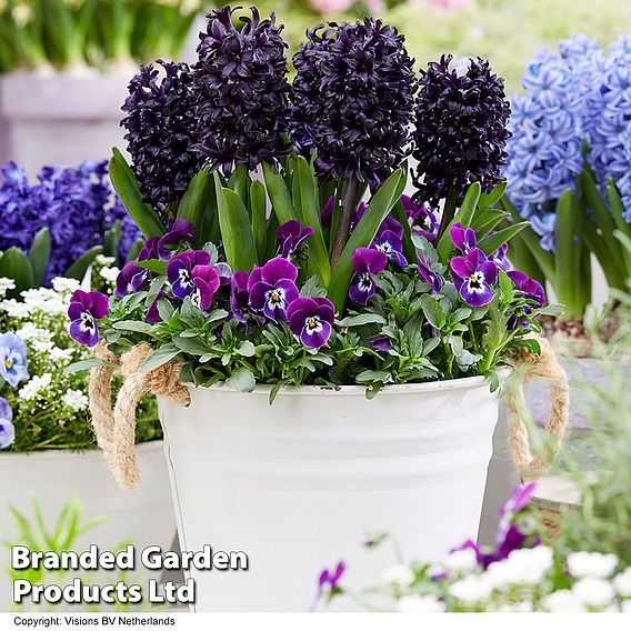 Hyacinth 'Midnight Mystic'®