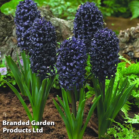 Hyacinth 'Midnight Mystic'®