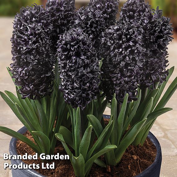 Hyacinth 'Midnight Mystic'®