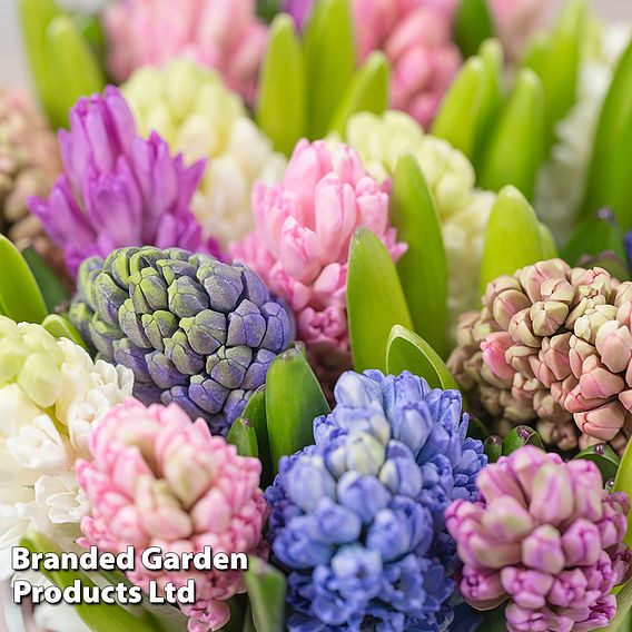 Hyacinth 'Value Mixed'