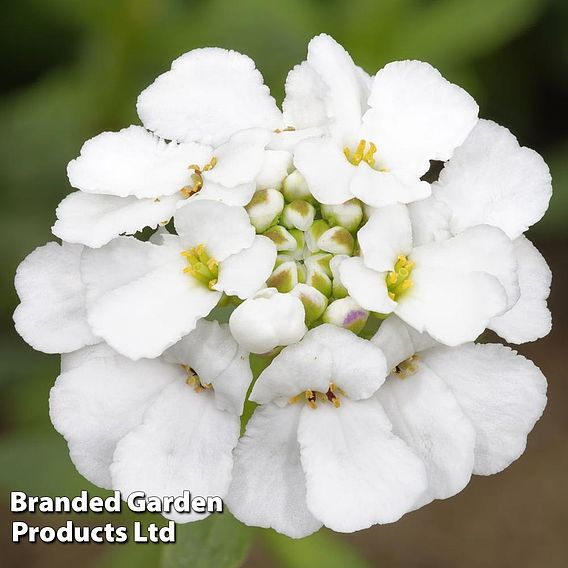 Candytuft Iberis amara 'White Pinnacle' (Organic) - Seeds