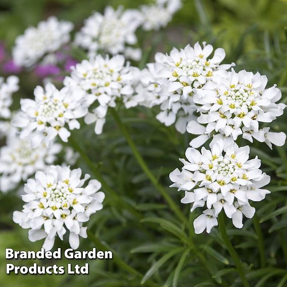 Candytuft Iberis amara 'White Pinnacle' (Organic) - Seeds