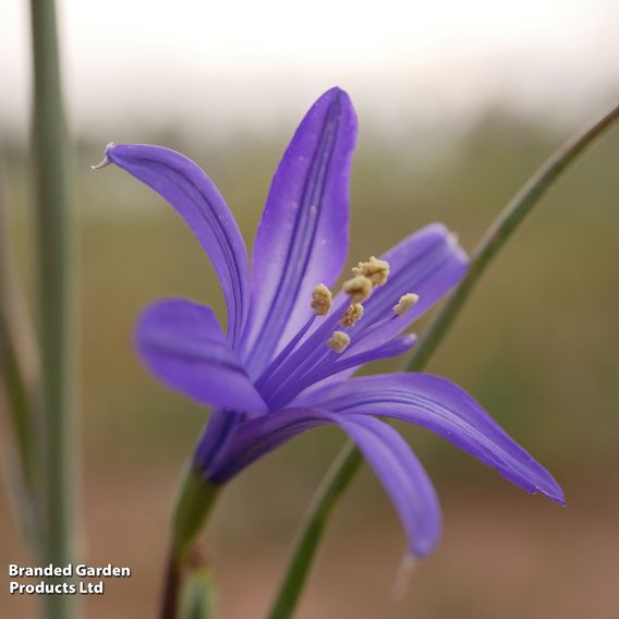 Fantastic Spring Flowering Collection