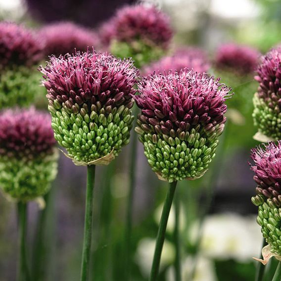 Allium Bumper Pack