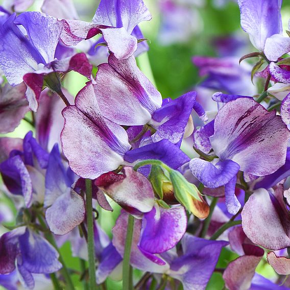 Sweet Pea 'Three Times As Sweet'