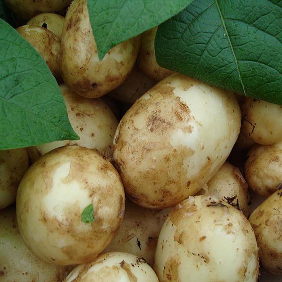 Potato 'Bambino'